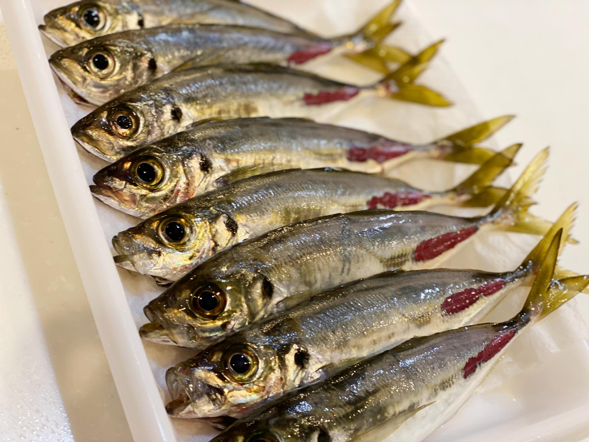 泳がせ釣りに最適な餌の種類や付け方を解説｜活かし方・調達方法・サイズも 釣りラボマガジン