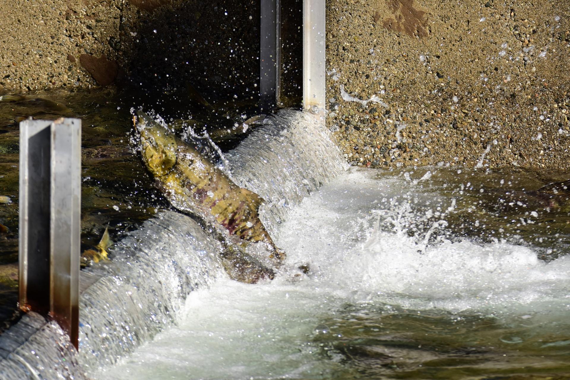 鮭釣りで使える餌を徹底解説！釣果が上がる最強餌の作り方も紹介 釣りラボマガジン