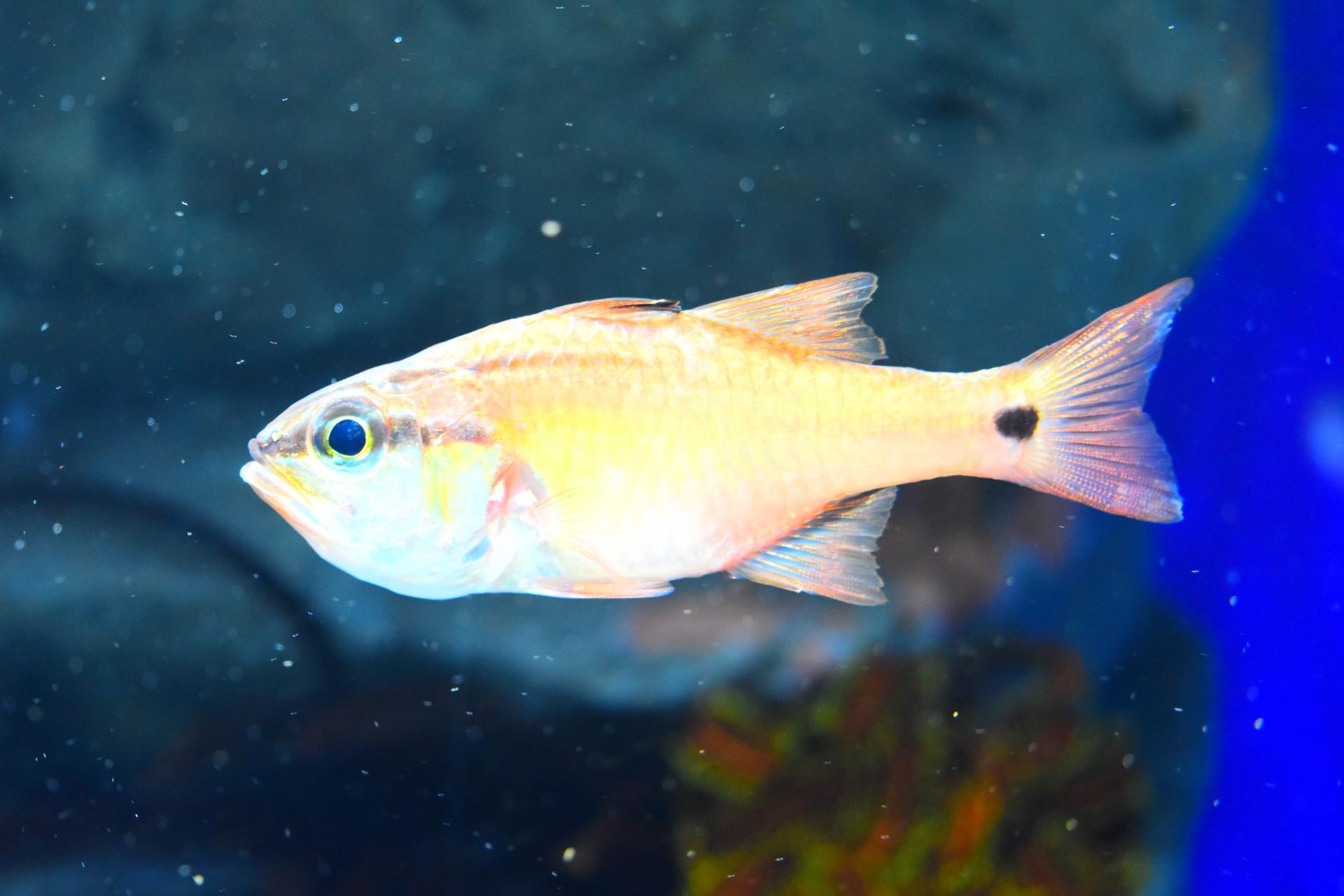 ネンブツダイの基本知識 レシピ 旬な時期 釣り方 さばき方を解説 釣りラボマガジン