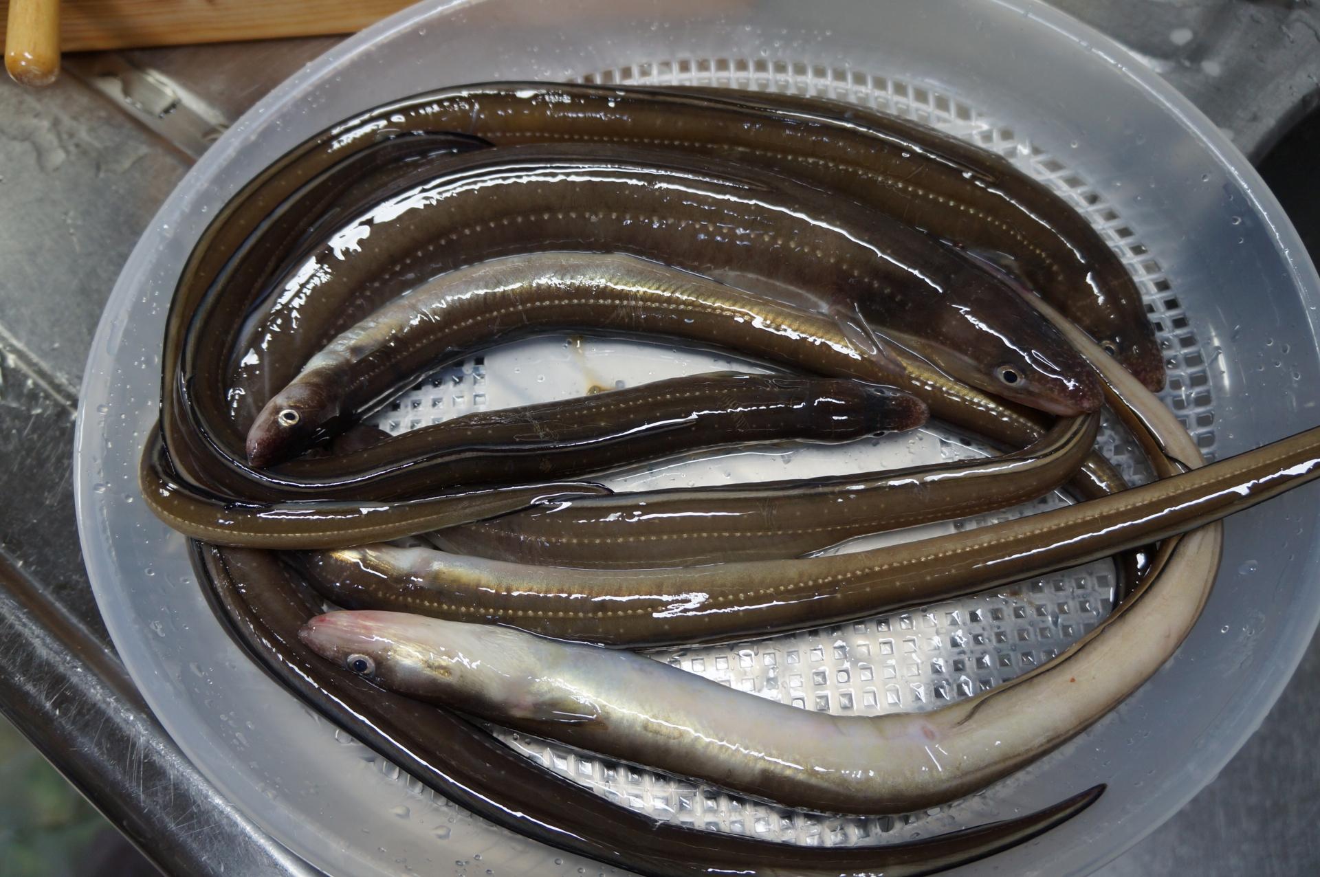 アナゴの釣り方を徹底解説！おすすめの仕掛け・餌・時期をご紹介 釣りラボマガジン