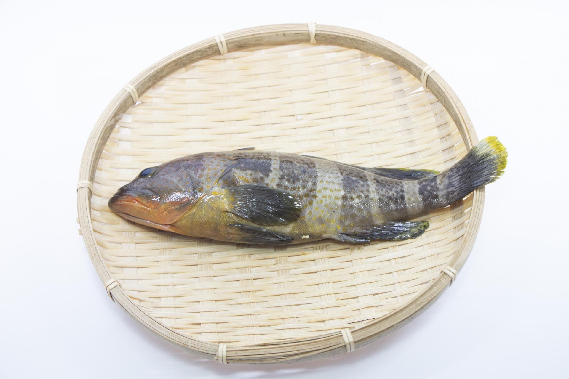 キジハタの釣り方を徹底解説！時期・時間帯、おすすめの仕掛けやタックルもご紹介 釣りラボマガジン