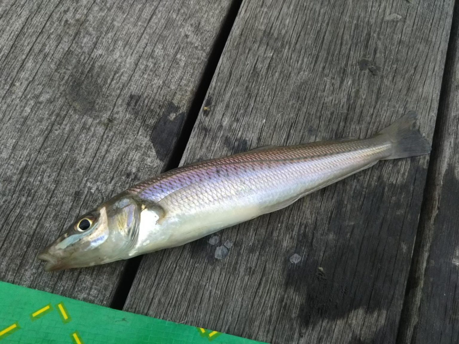 冬のキス釣り”越冬キス”の釣り方やポイントを解説！仕掛けや時間帯も紹介 釣りラボマガジン