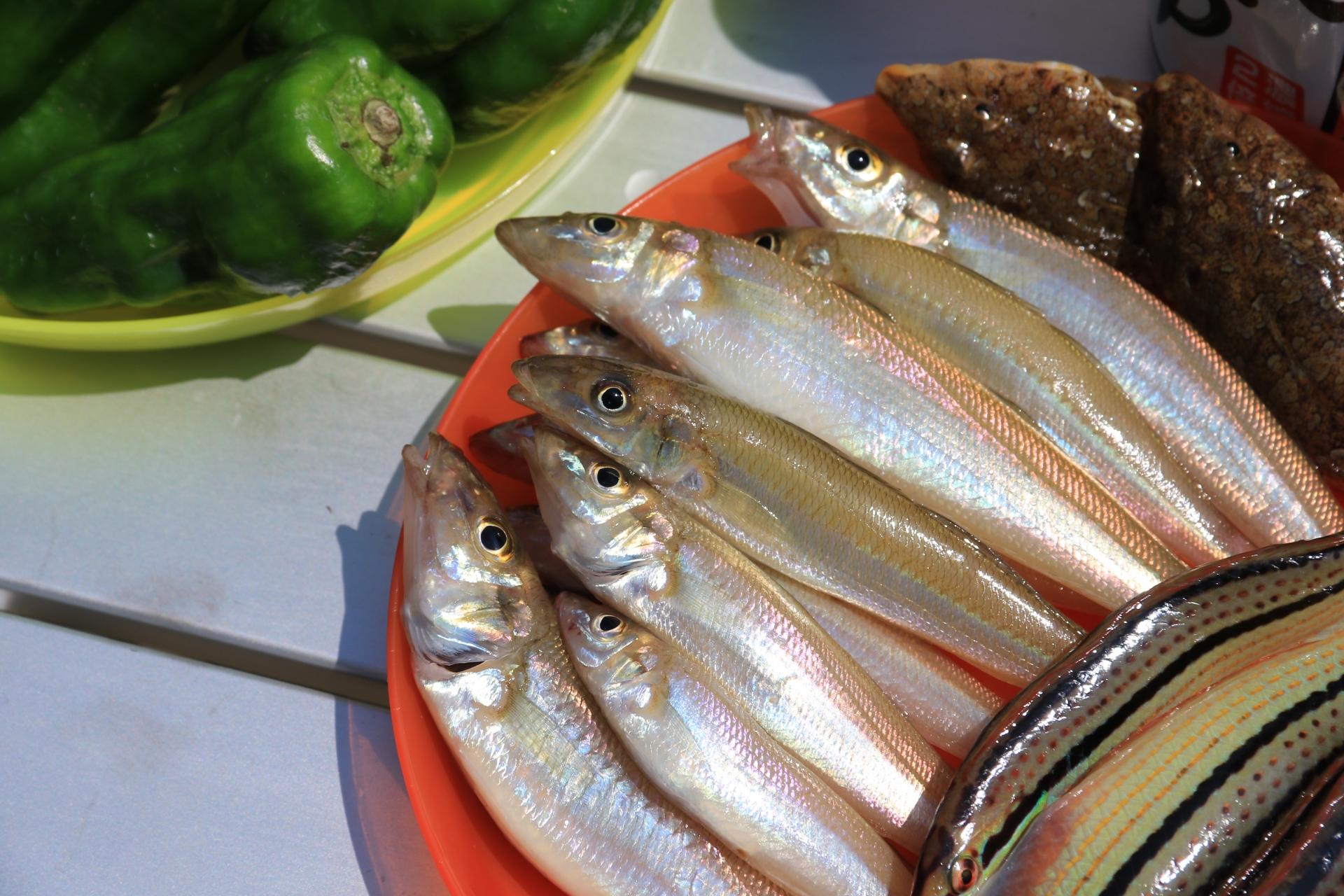 冬のキス釣り”越冬キス”の釣り方やポイントを解説！仕掛けや時間帯も紹介 釣りラボマガジン