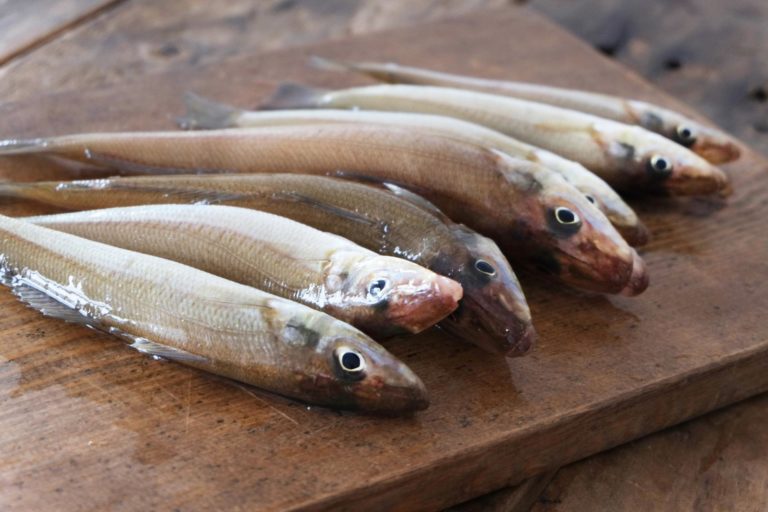 鹿島港（鹿島港魚釣園）のキス釣りポイントを解説｜アクセス・料金・営業時間 釣りラボマガジン