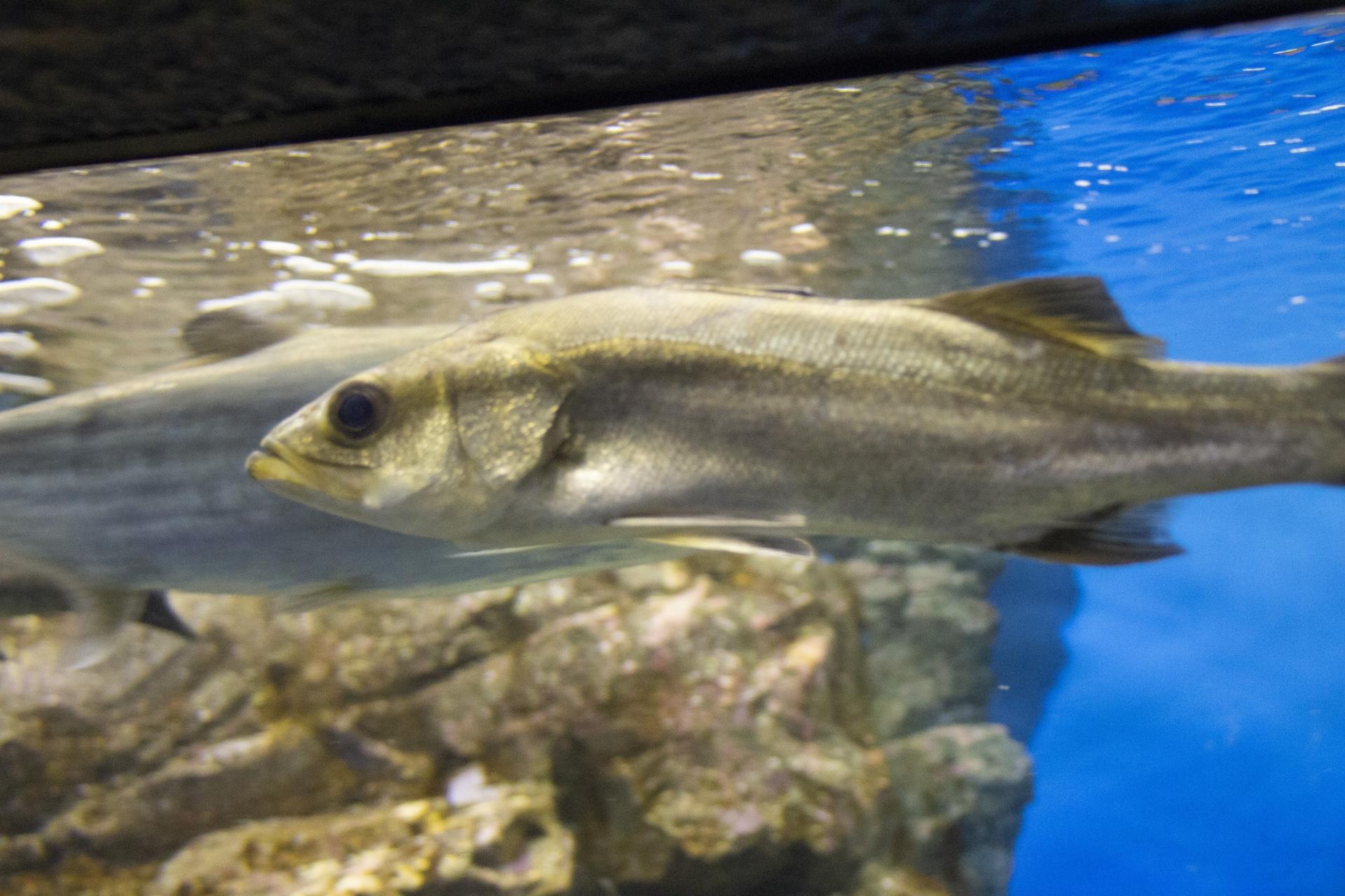 ボラ が出世魚って本当 大きさ サイズごとの呼び名を順番をご紹介 釣りラボマガジン