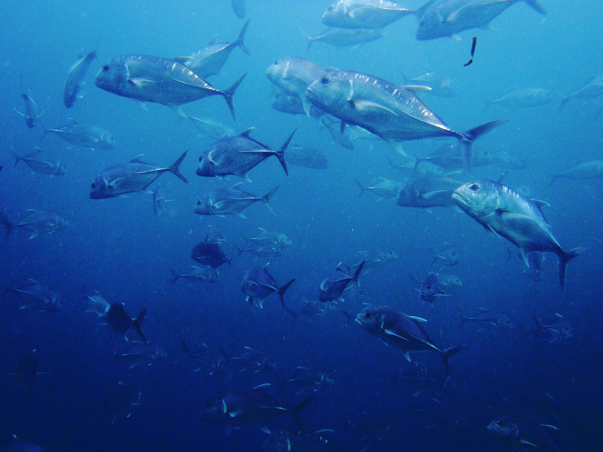 GT(ロウニンアジ)ってどんな魚？その意味や由来、釣り方や食べ方をご紹介 釣りラボマガジン