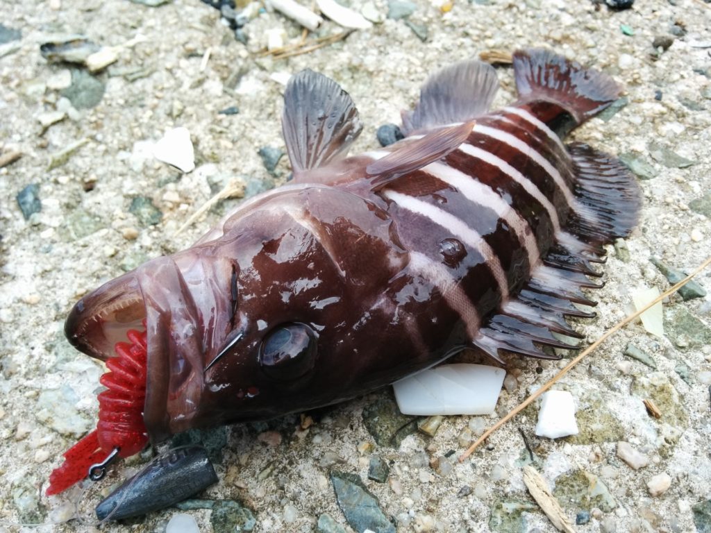 【マハタの基本知識】レシピ・旬な時期・釣り方・さばき方を解説！ 釣りラボマガジン