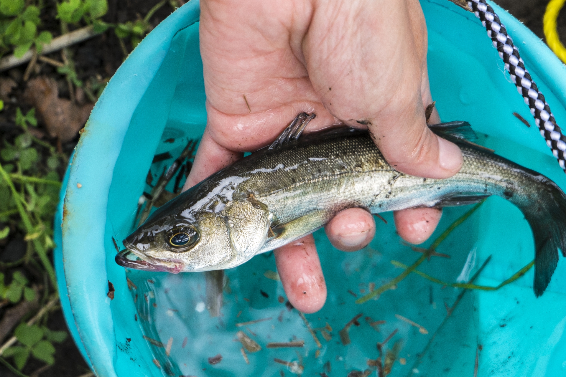 スズキは名前が変わる出世魚？呼び名の変化を順番にご紹介！ 釣りラボマガジン