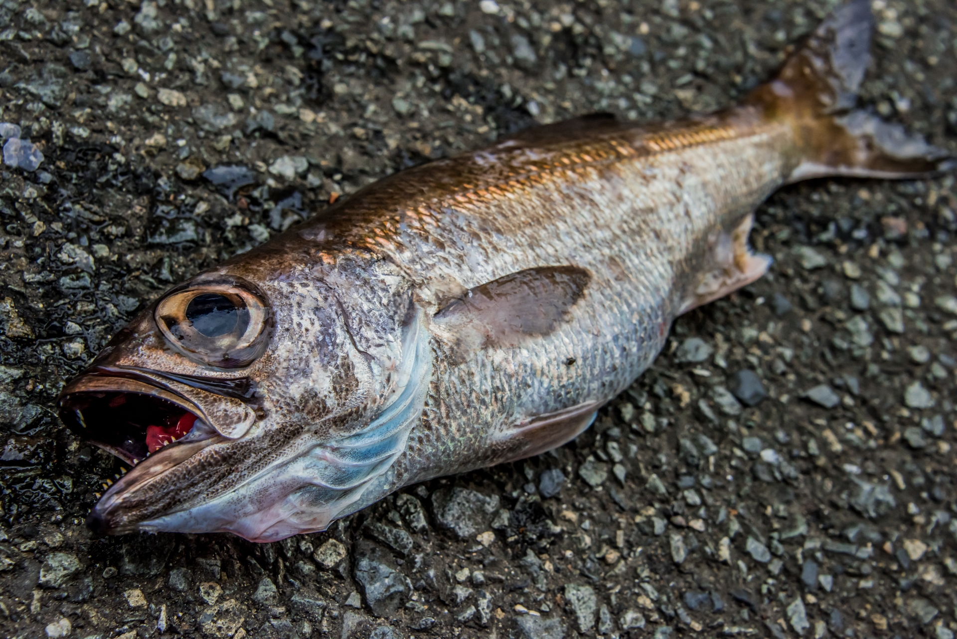 【クロムツ（のどぐろ）の基本知識】レシピ・旬な時期・釣り方を解説！ 釣りラボマガジン