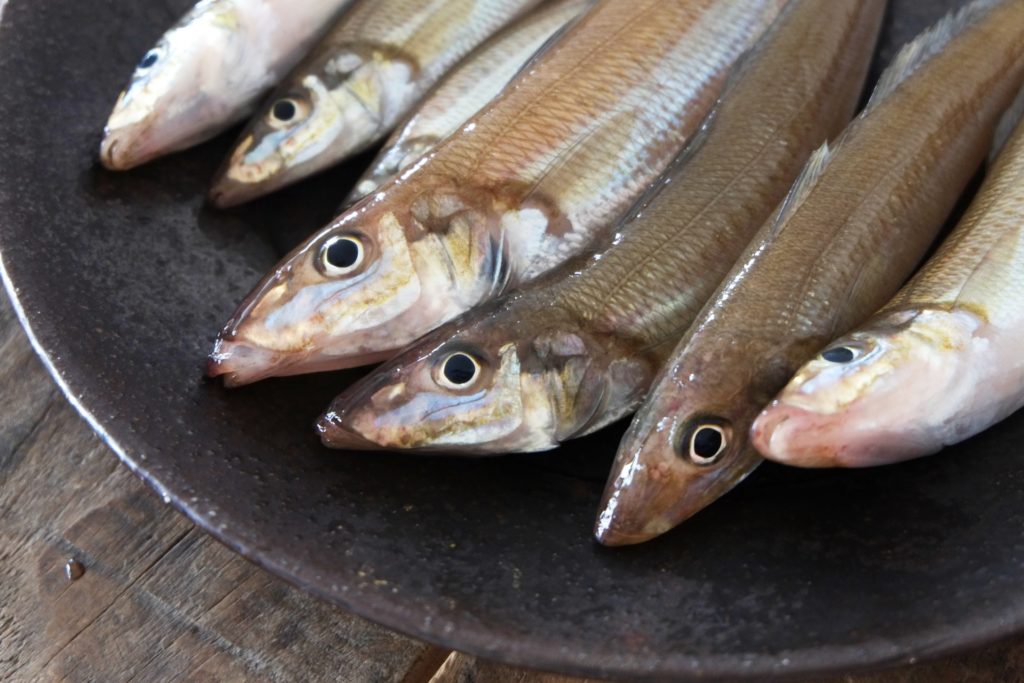 泳がせ釣りの基礎知識｜やり方・コツ・仕掛け・餌・タックル【初心者必見】 釣りラボマガジン