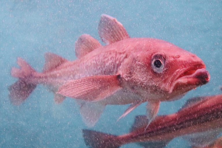 魚へんに「底」でなんと読む？「鯳」の正しい読み方・由来をご紹介！【魚へんの漢字辞典】 釣りラボマガジン