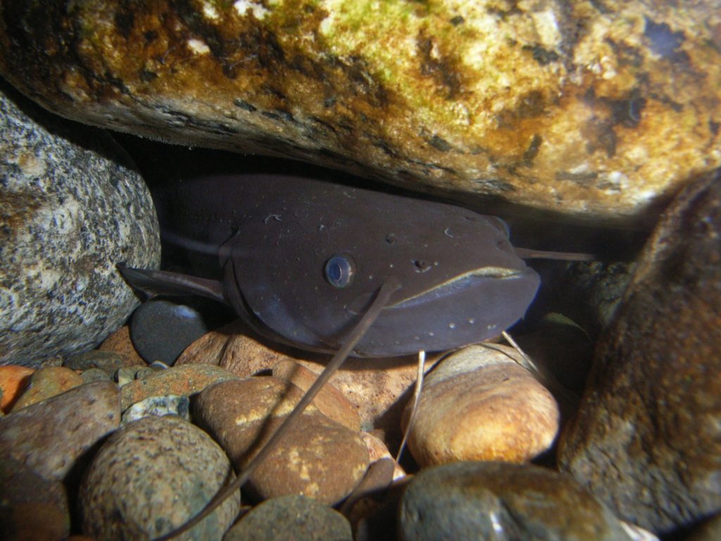 【ナマズの基本知識】レシピ・旬な時期・釣り方・さばき方を解説！ 釣りラボマガジン