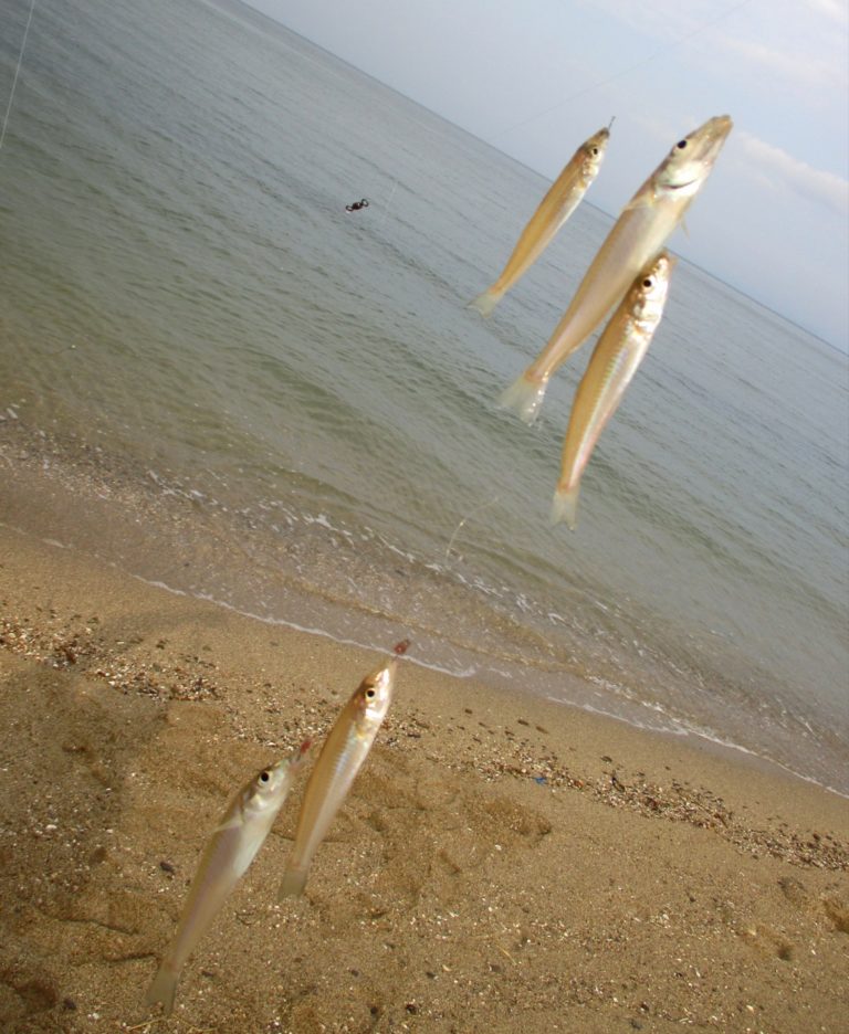 冬のキス釣り”越冬キス”の釣り方やポイントを解説！仕掛けや時間帯も紹介 釣りラボマガジン