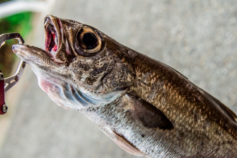 【クロムツ（のどぐろ）の基本知識】レシピ・旬な時期・釣り方を解説！ 釣りラボマガジン
