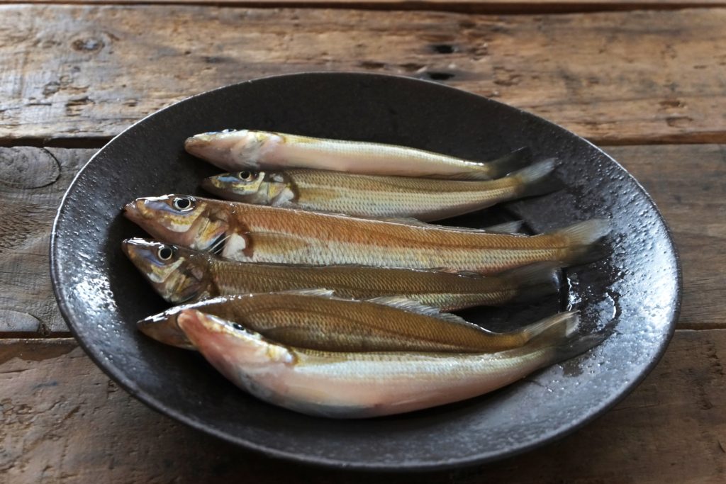 冬のキス釣り”越冬キス”の釣り方やポイントを解説！仕掛けや時間帯も紹介 釣りラボマガジン