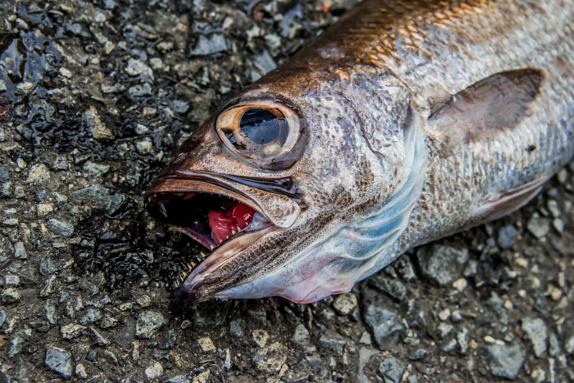 【クロムツ（のどぐろ）の基本知識】レシピ・旬な時期・釣り方を解説！ 釣りラボマガジン