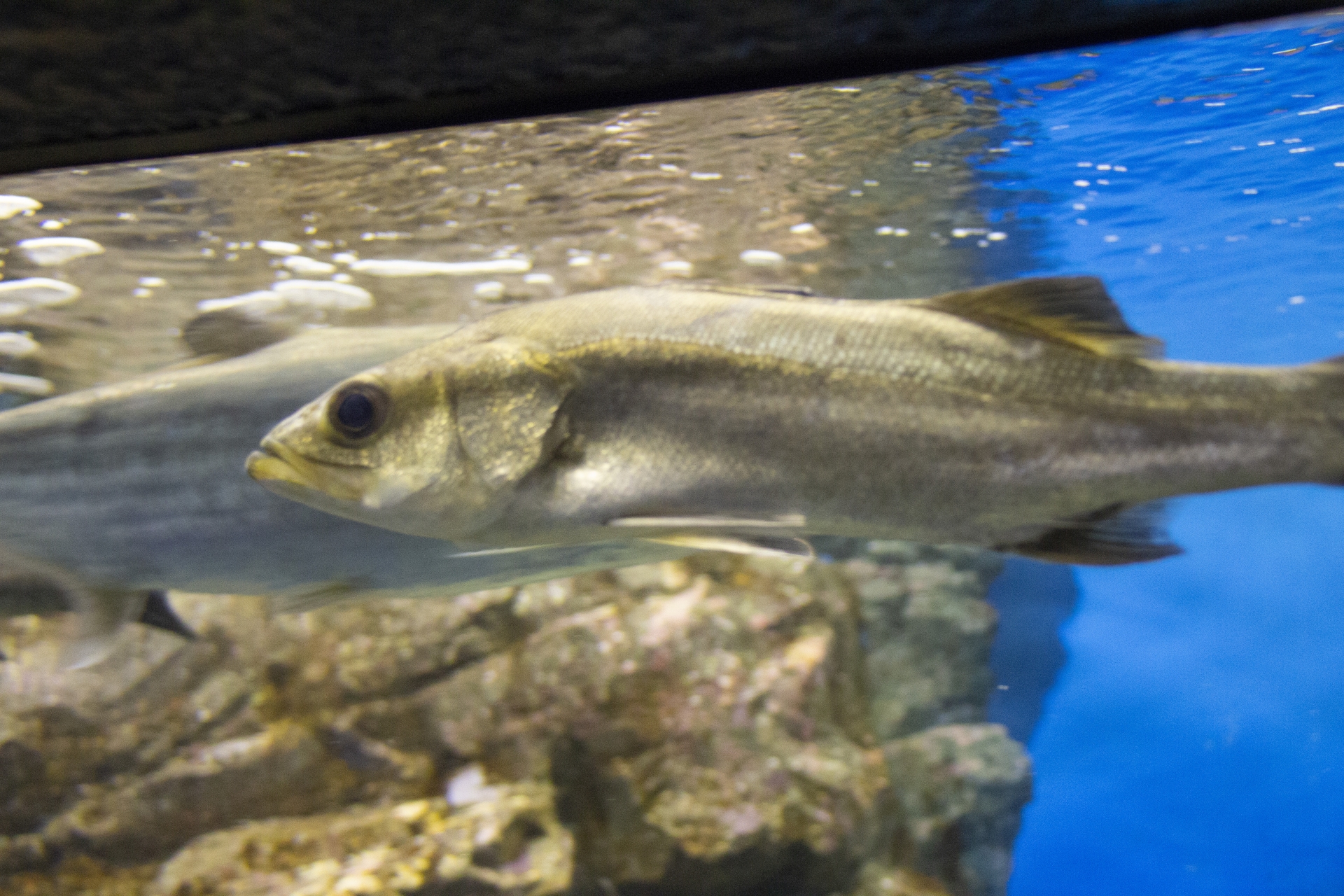 イサキは出世魚ではない！？イサキの呼び方や釣り方などを徹底解説 釣りラボマガジン