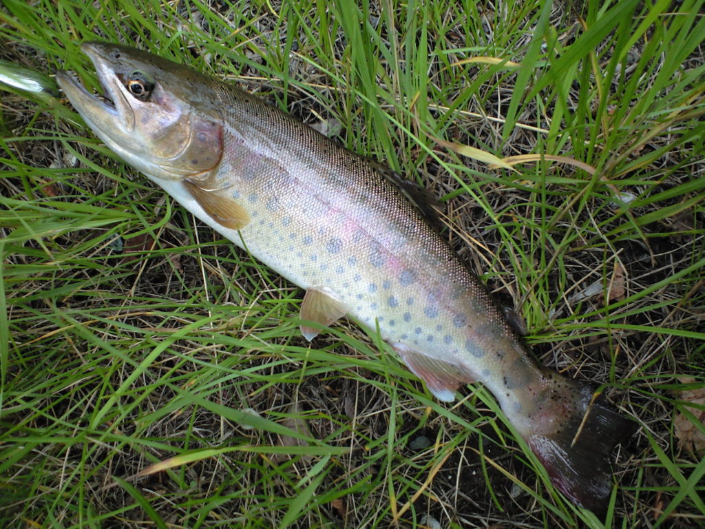 ブラウントラウトとは？料理方法や味、釣り方、さばき方、飼育方法を解説！ 釣りラボマガジン