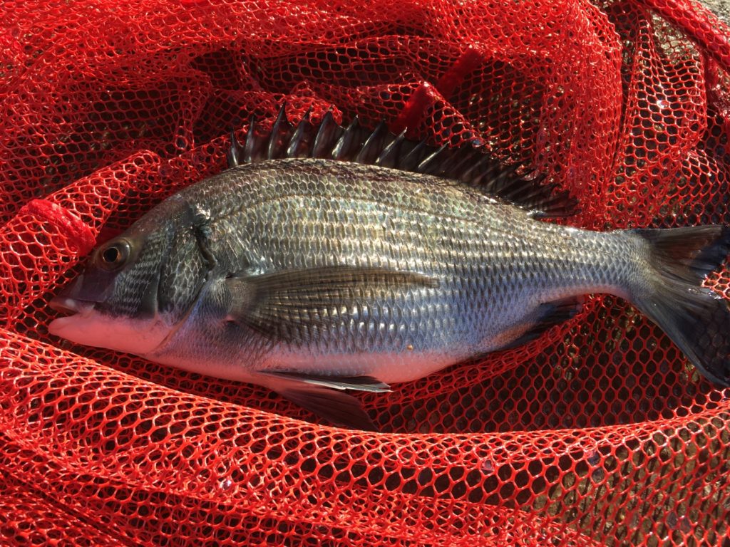 チヌの落とし込みの釣り方やコツを徹底解説！おすすめのタックルや仕掛けも紹介！ 釣りラボマガジン