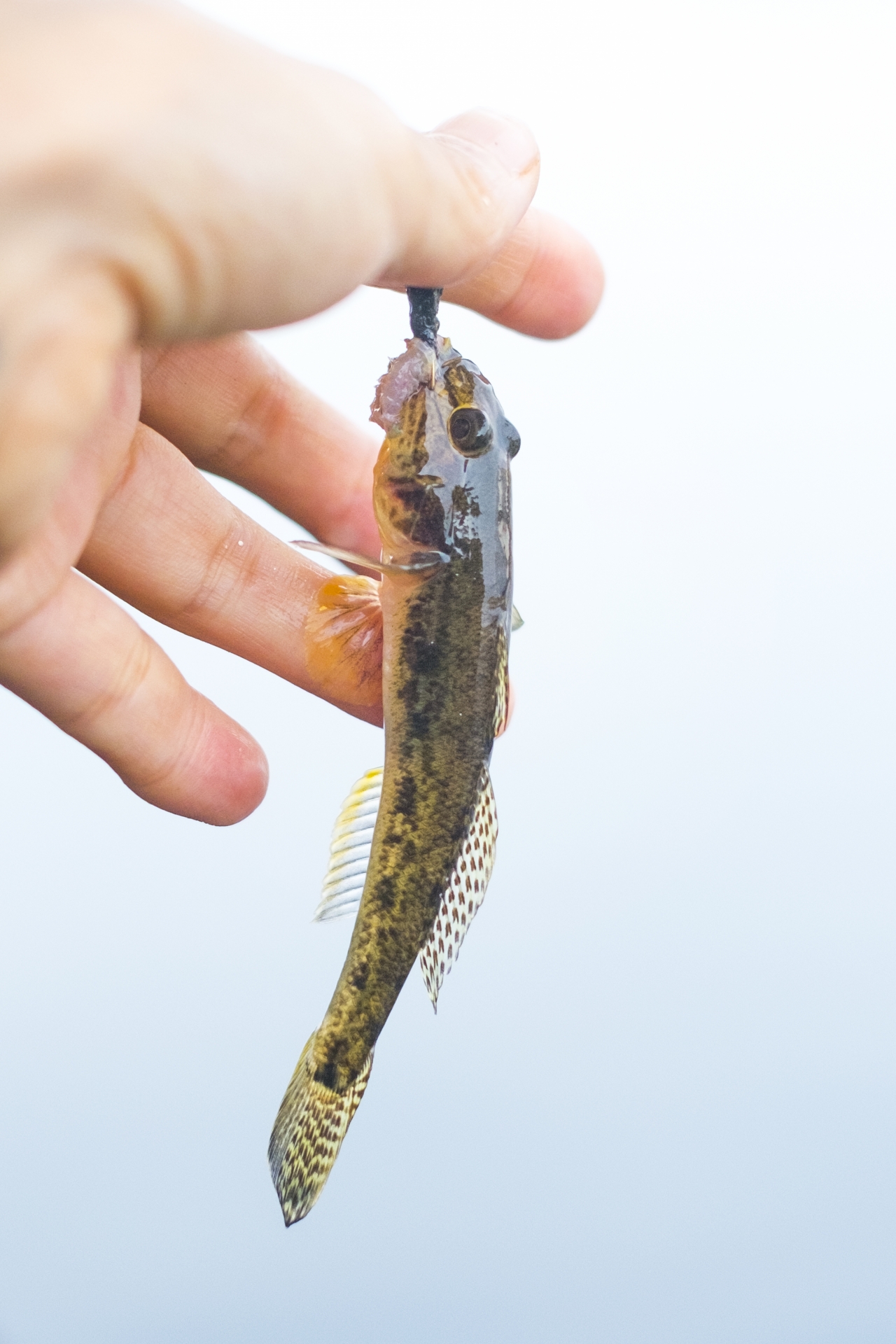 ハゼ釣りに最適な時期はいつ？ポイントやおすすめの仕掛け・餌・タックルをご紹介 釣りラボマガジン