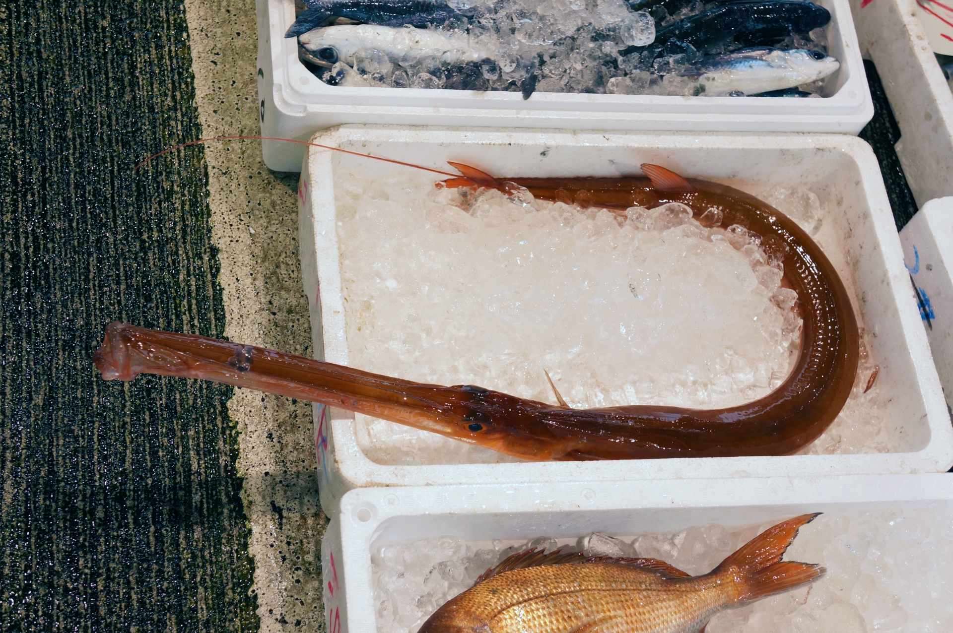 【高級魚アカヤガラの基本知識】人気の料理方法・釣り方・さばき方を解説！ 釣りラボマガジン