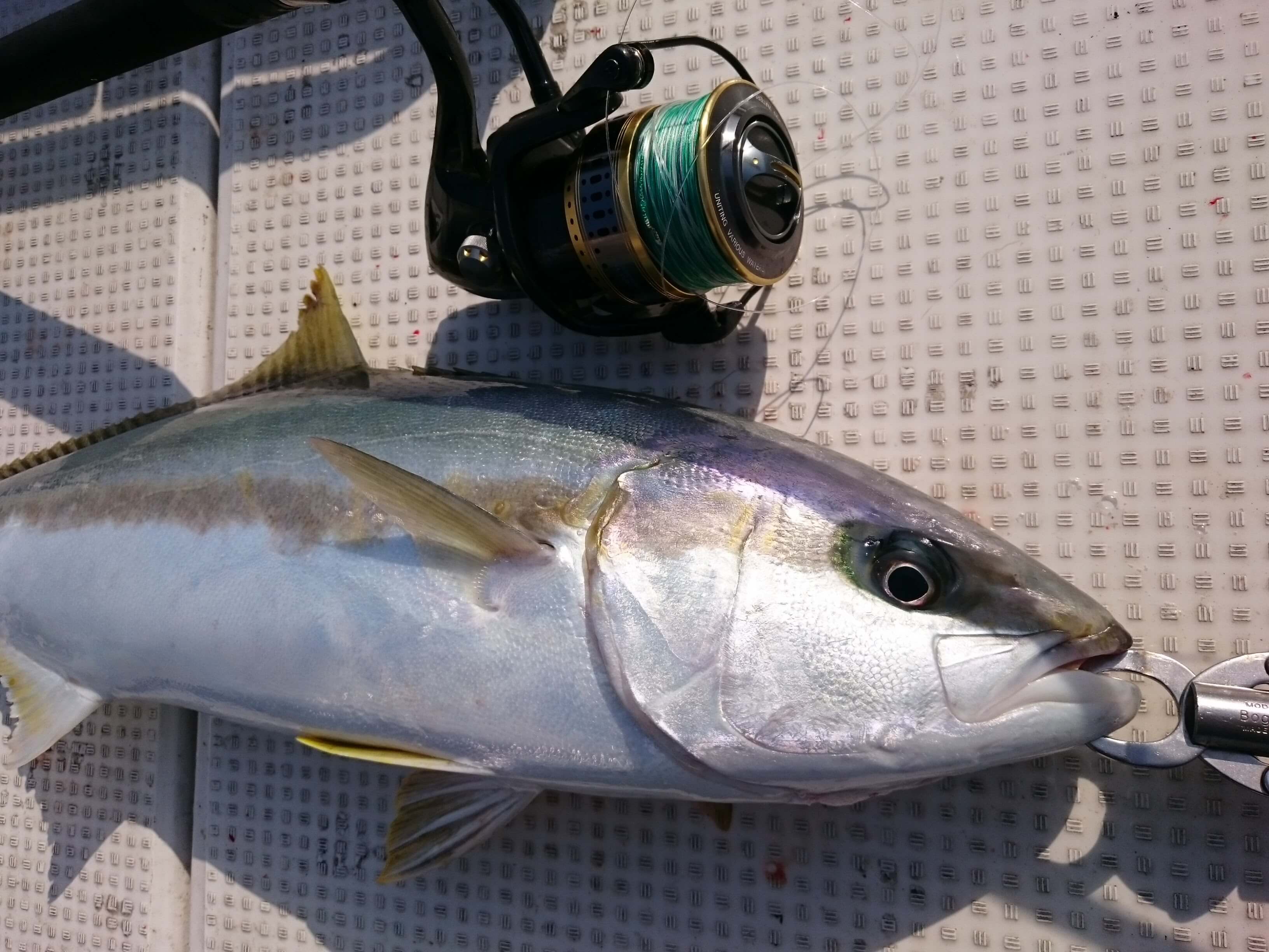 新鮮なクロシオ リール 評価 魚のすべて
