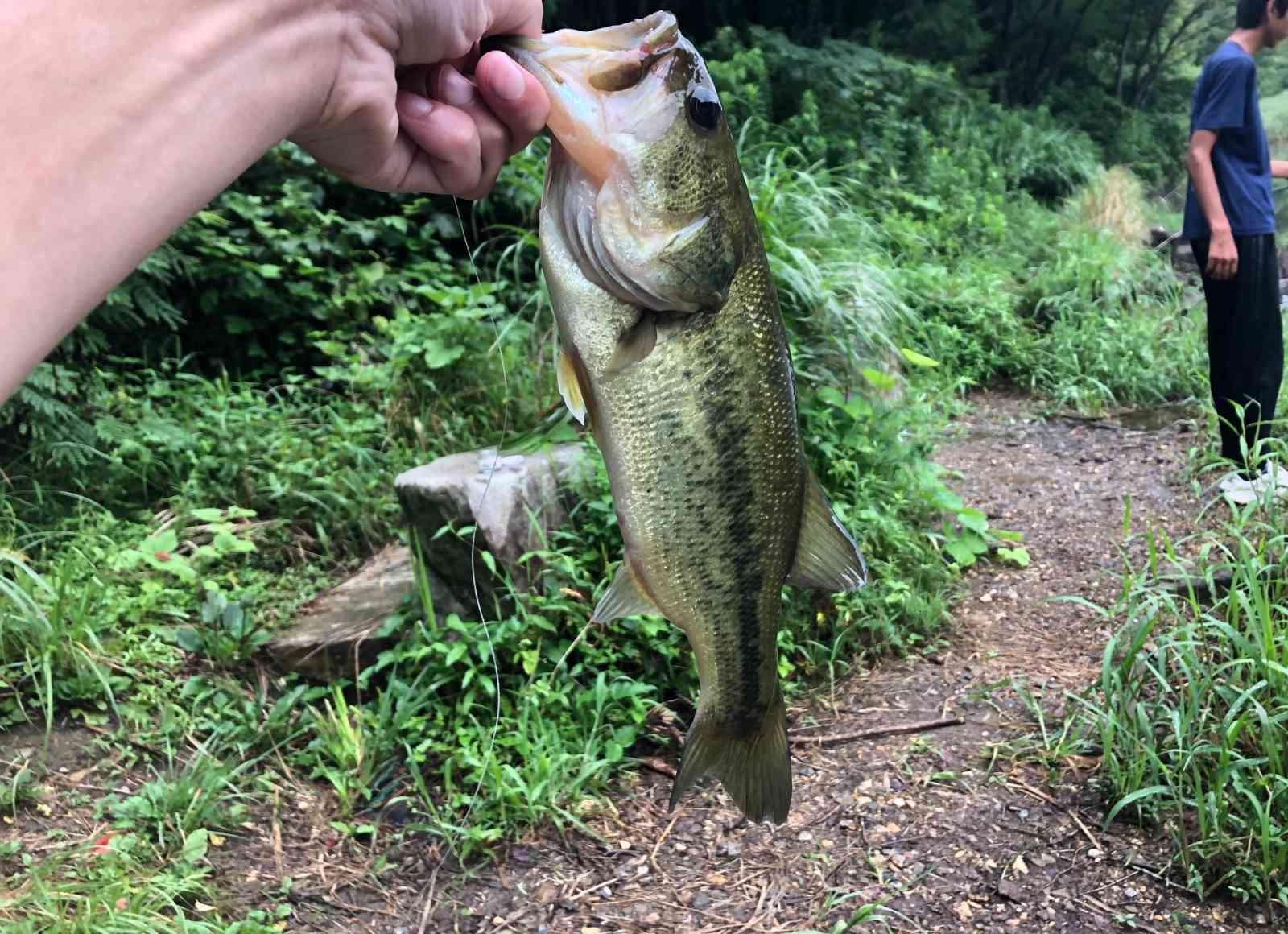 バス釣りを虫系ワームで攻略！虫系ワームの動かし方からコツ、オススメまで徹底解説！
