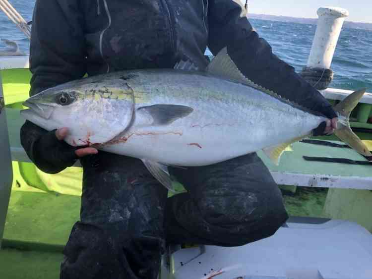 青物の種類はどれくらいいるの？釣りで狙うターゲットを順番に紹介していきます！