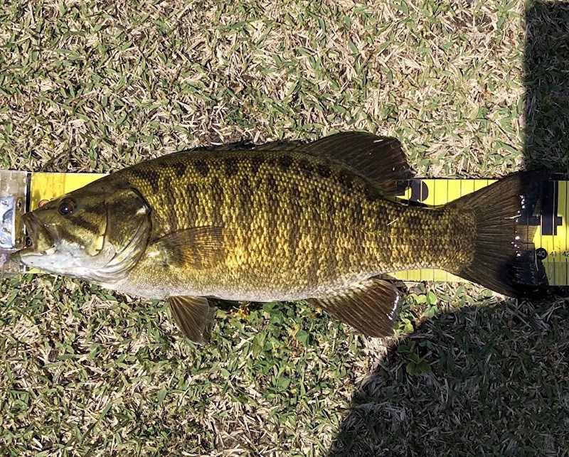スモールマウスバスの関東ポイントは？遊漁券・駐車場なども解説
