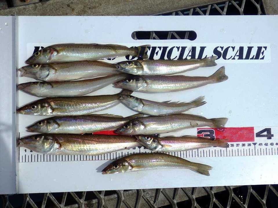 【釣果情報】8月6日付け本牧・大黒・磯子海釣り施設の海釣り釣果釣具いちばん館