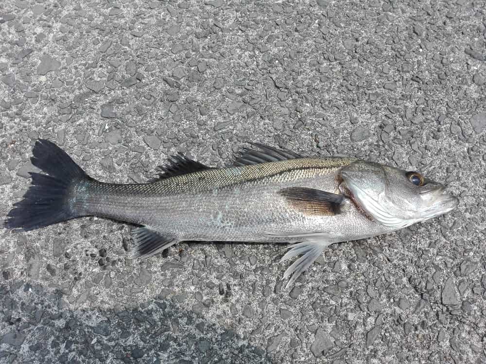 【シーバス（スズキ）】釣れる時期と時間、釣れる場所 海釣りのバイブル