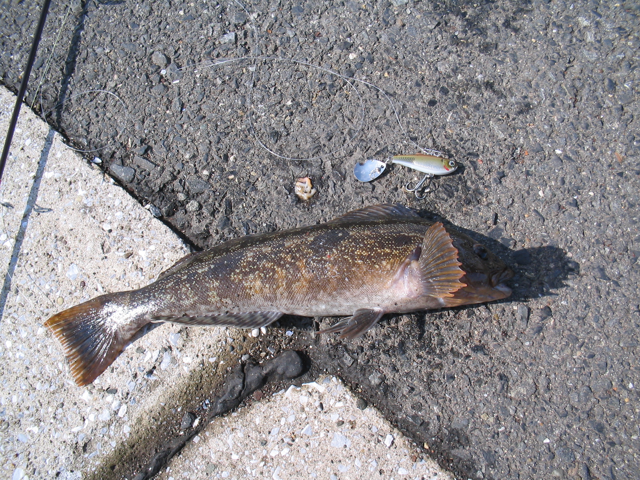 √1000以上 アブラメ 魚 169597アイナメ 魚 アブラメ kikuwelorosae