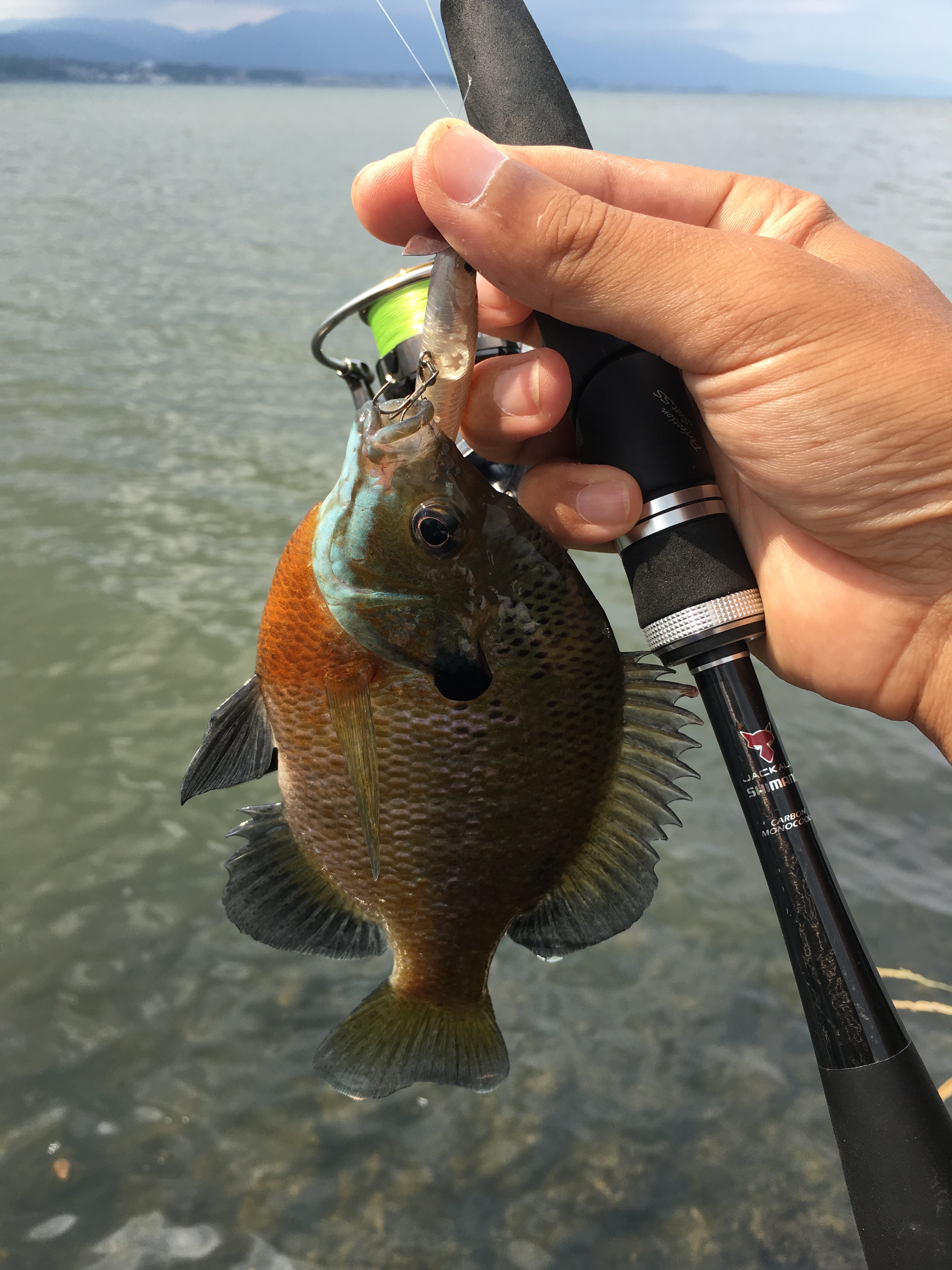 いろいろ 琵琶湖 釣り ポイント ブルーギル 172758琵琶湖 釣り ポイント ブルーギル sipjosjolali