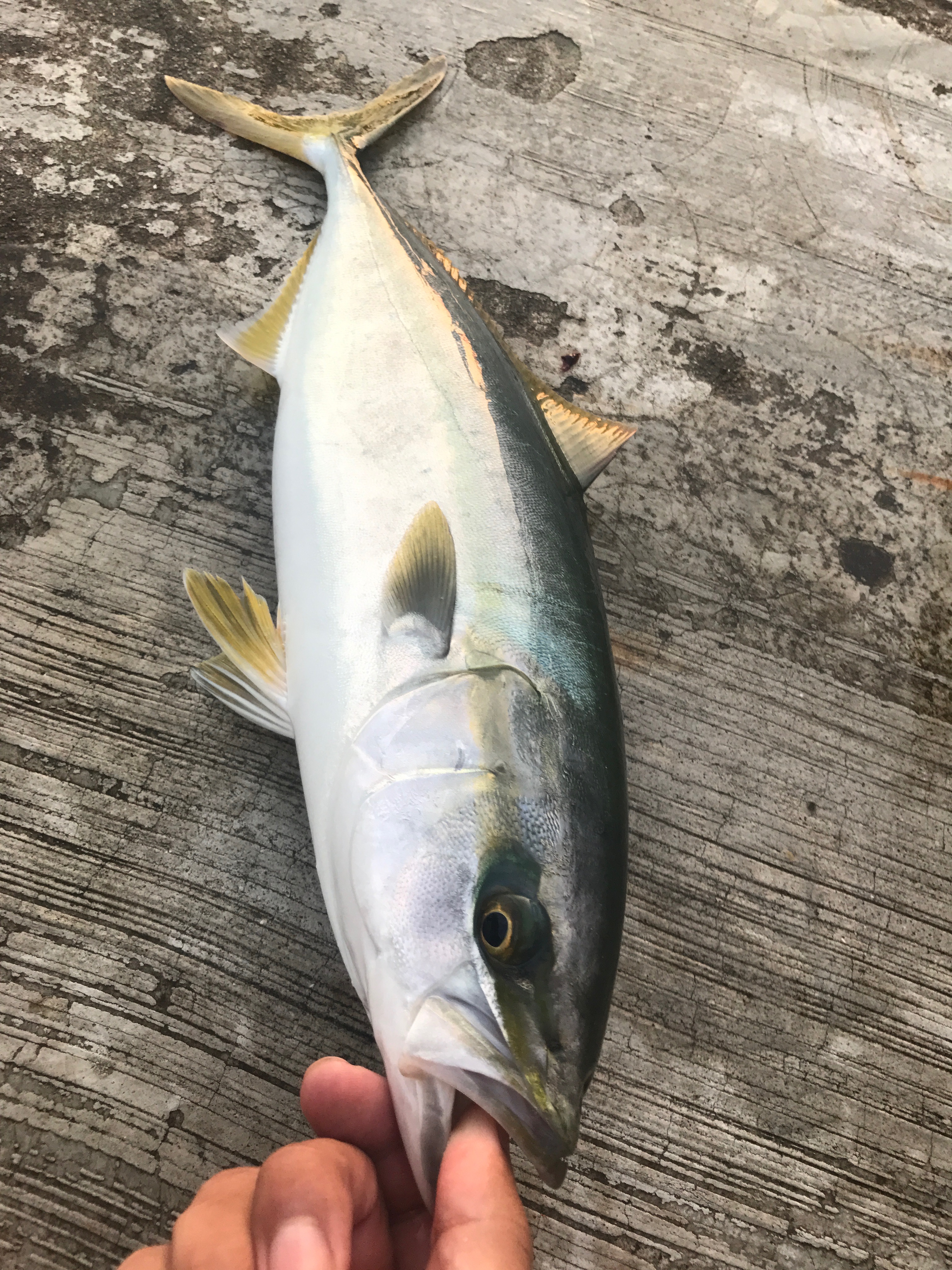 [10000ダウンロード済み√] ツバス 釣り方 153796ツバス ハマチ 釣り方 Irasujozfzb5