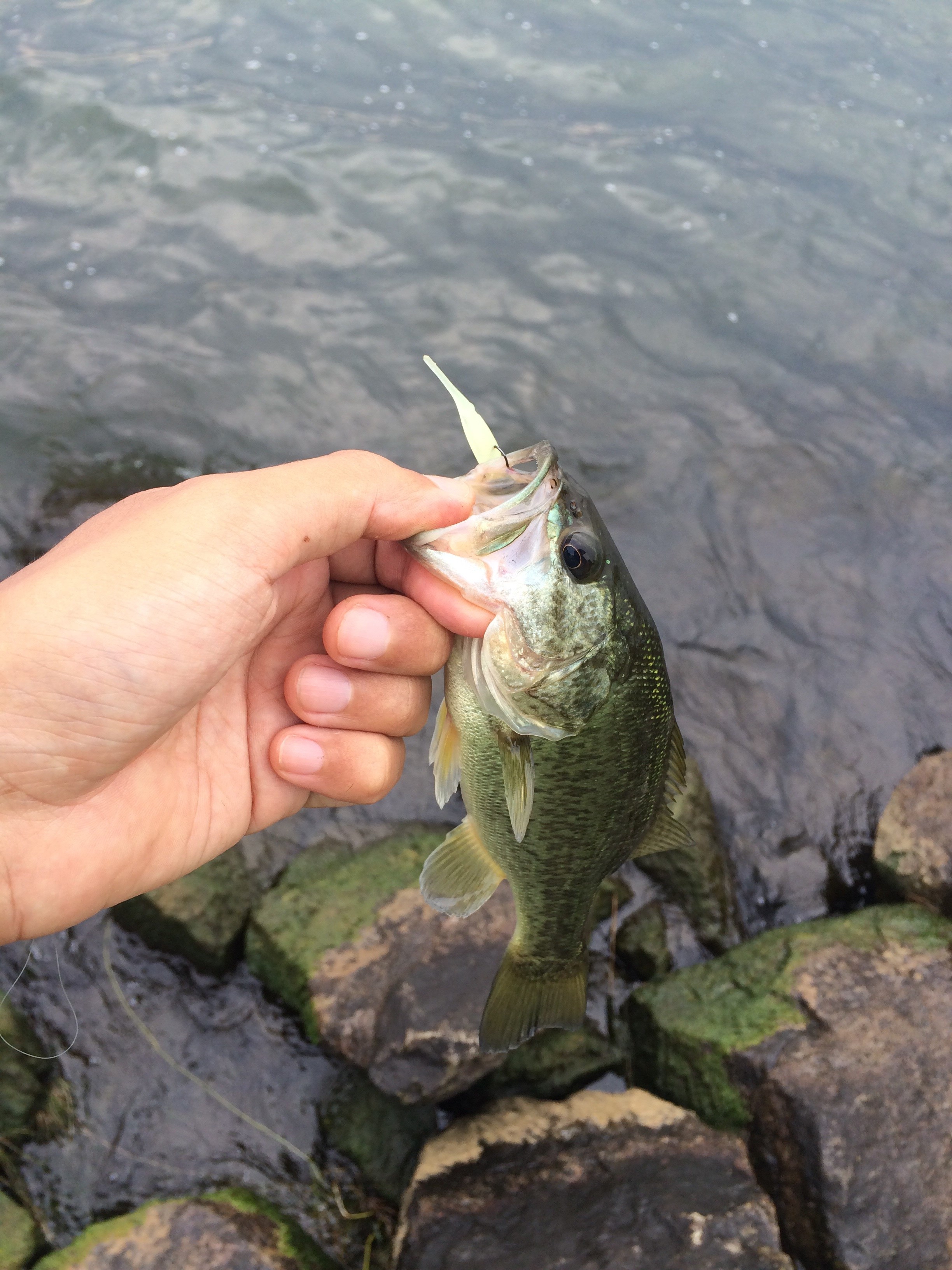 無限釣りイン琵琶湖 ルアーフィッシングの「釣活」ブログ