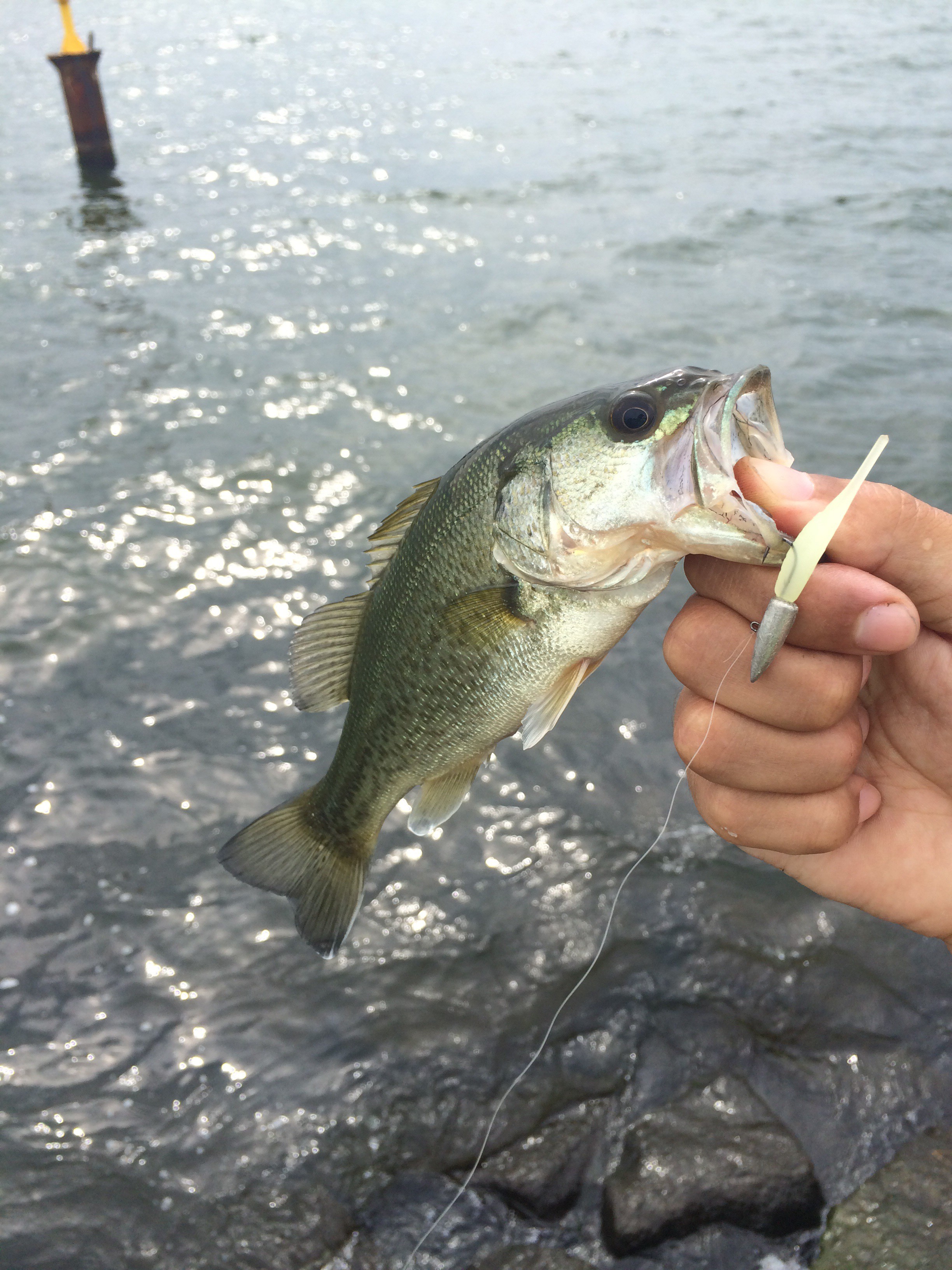 無限釣りイン琵琶湖 ルアーフィッシングの「釣活」ブログ