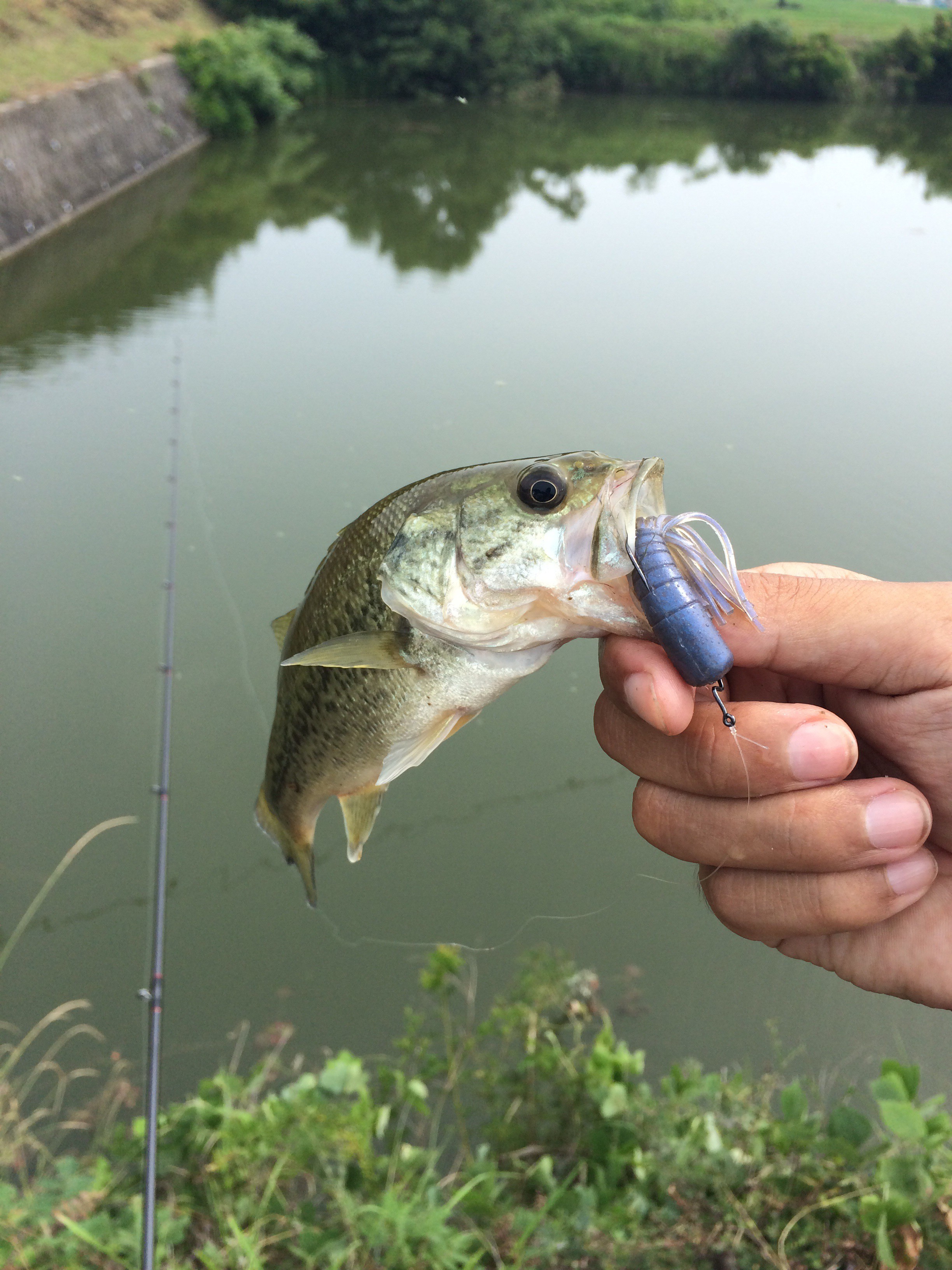 淡路島でエギングとバス釣りとキス釣り！ ルアーフィッシングの「釣活」ブログ