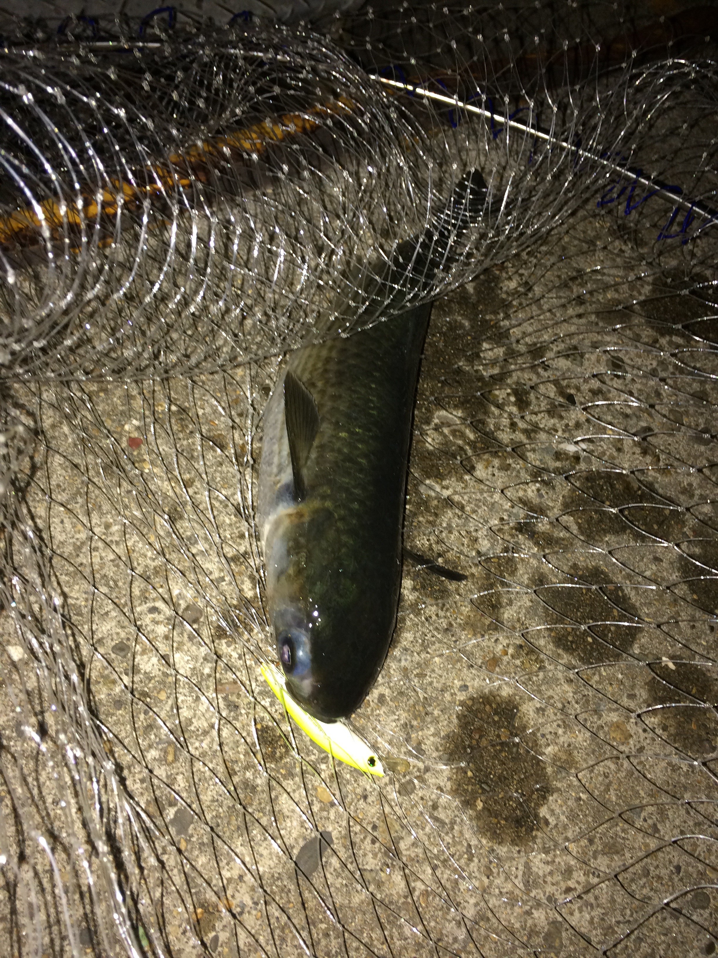 ボラの釣り方 ルアーフィッシングの「釣活」ブログ