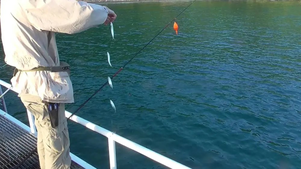 下津ピアーランドで呑ませ、ヌカ切り、紀州釣りで大苦戦 釣りのネタ帳