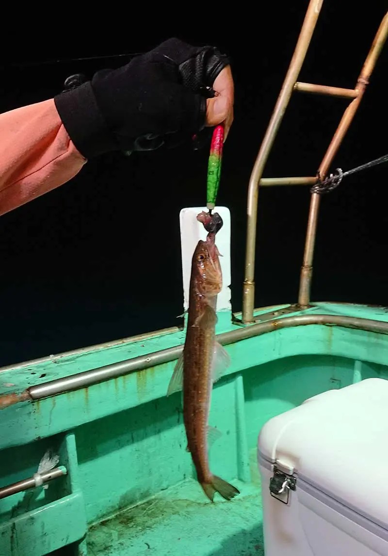 イカメタルでヤリイカ＆アジサビキ／白島周辺（芦屋町沖） 釣りぽ