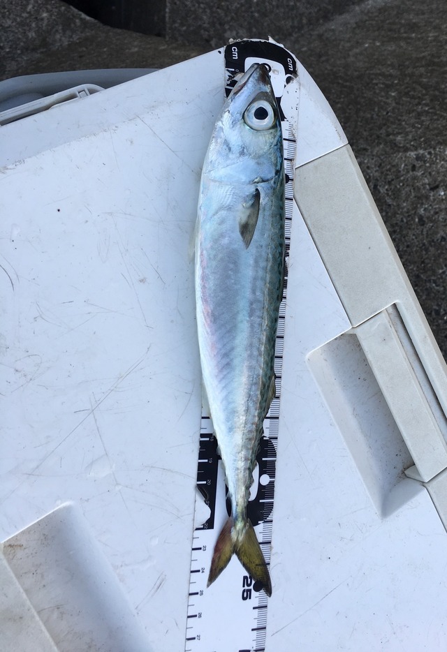 ごじゃっぺフィッシングさんの2018年8月26日10時52分の釣果（ヒラメ、サバ、アジ） みんなの釣果 [キャスティング釣り自慢]