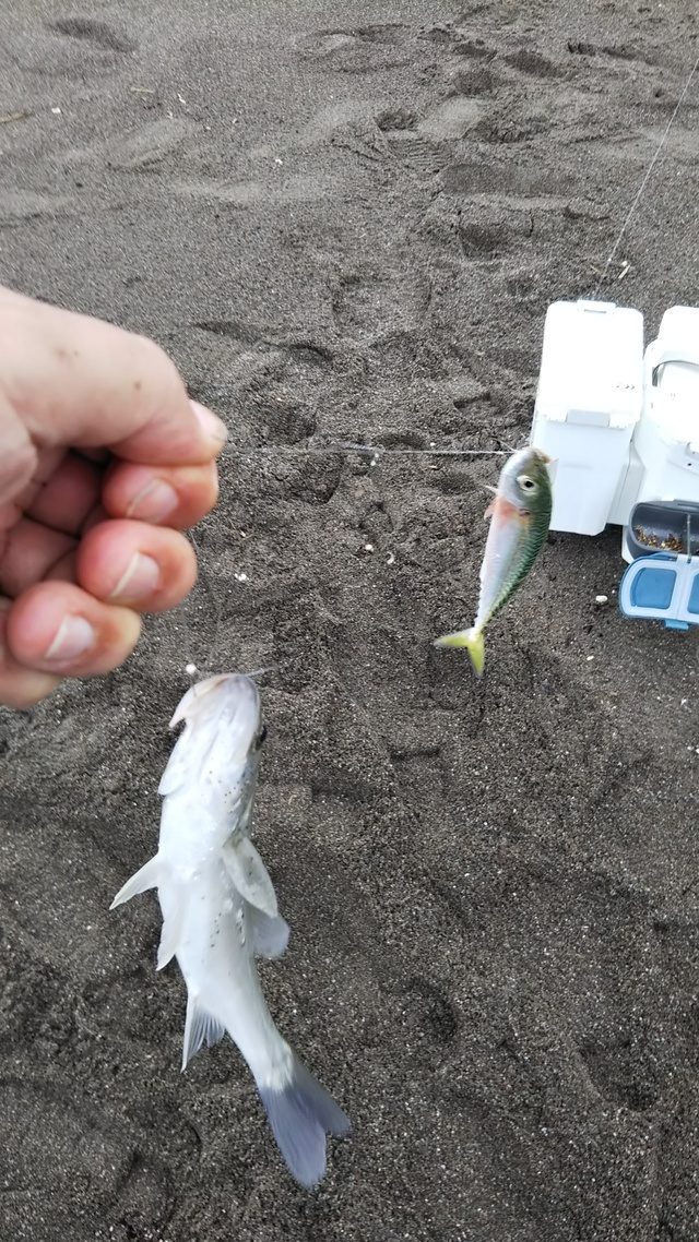 釣り吉おやじさんの2018年9月20日12時00分の釣果（シロギス、セイゴ、キビレ、シタビラメ、サバ） みんなの釣果 [キャスティング釣り自慢]