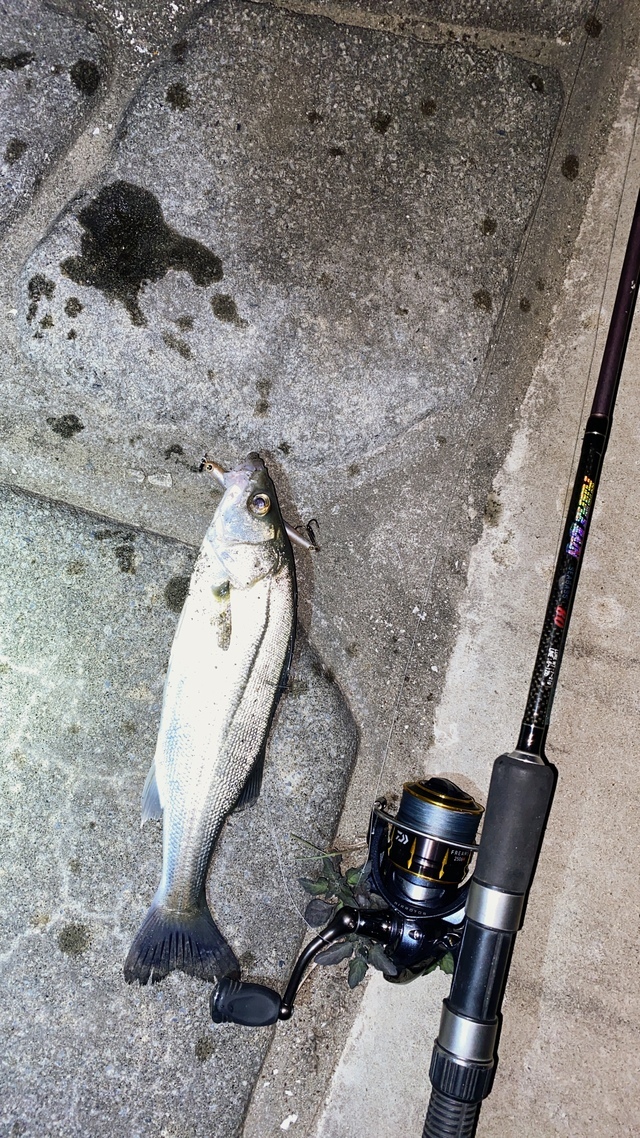 ギョ魚ぎょさんの2020年4月9日19時07分の釣果（スズキ） みんなの釣果 [キャスティング釣り自慢]