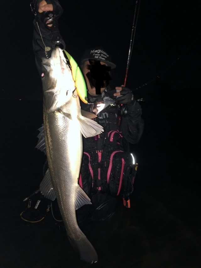 ぎょ魚ギョさんの2020年11月17日10時32分の釣果（スズキ） みんなの釣果 [キャスティング釣り自慢]