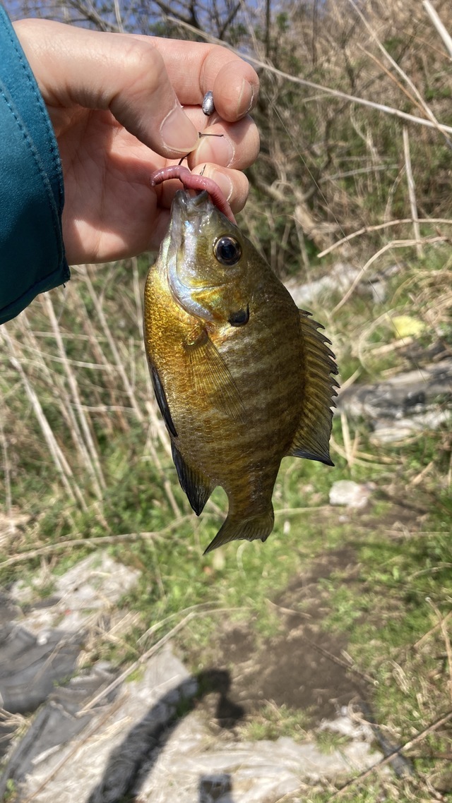バス釣り＠初心者さんの2021年3月18日14時30分の釣果（ブルーギル） みんなの釣果 [キャスティング釣り自慢]