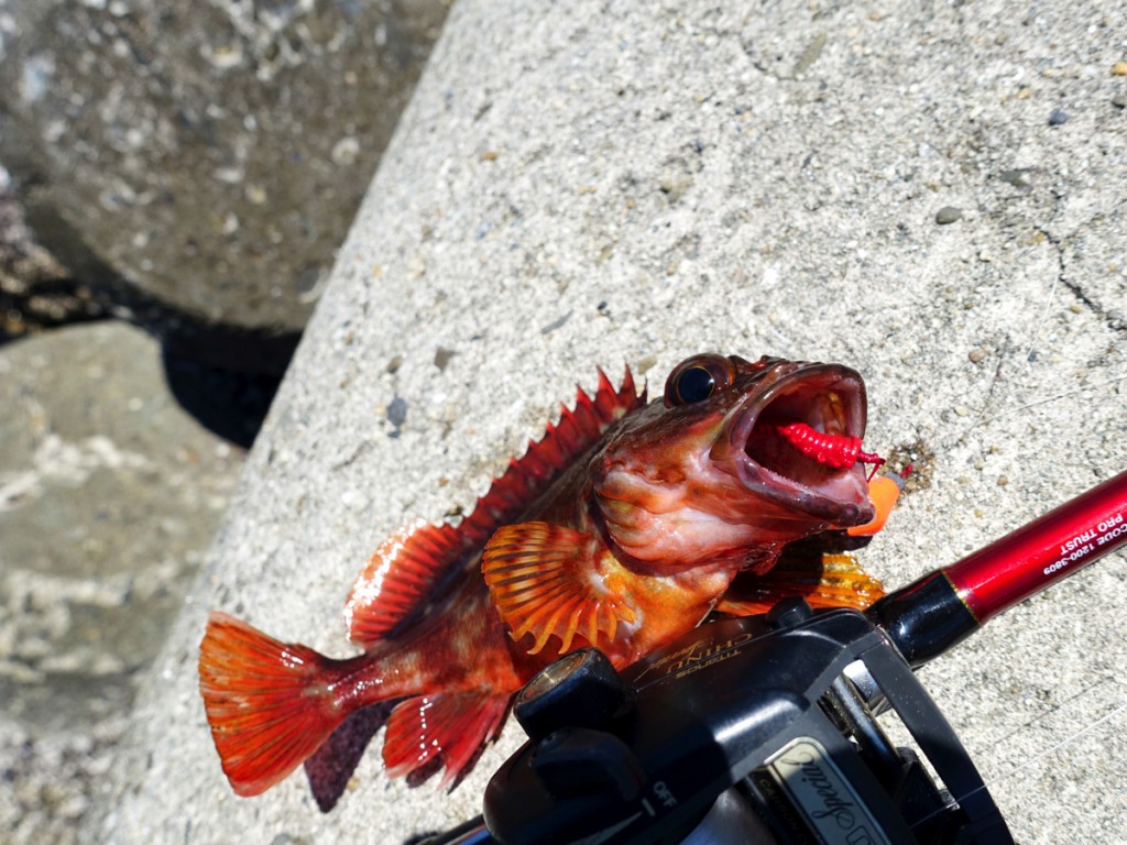 1月の堤防で釣れる魚種とは？寒い季節でも反応のある魚を積極的に狙う TSURITABI