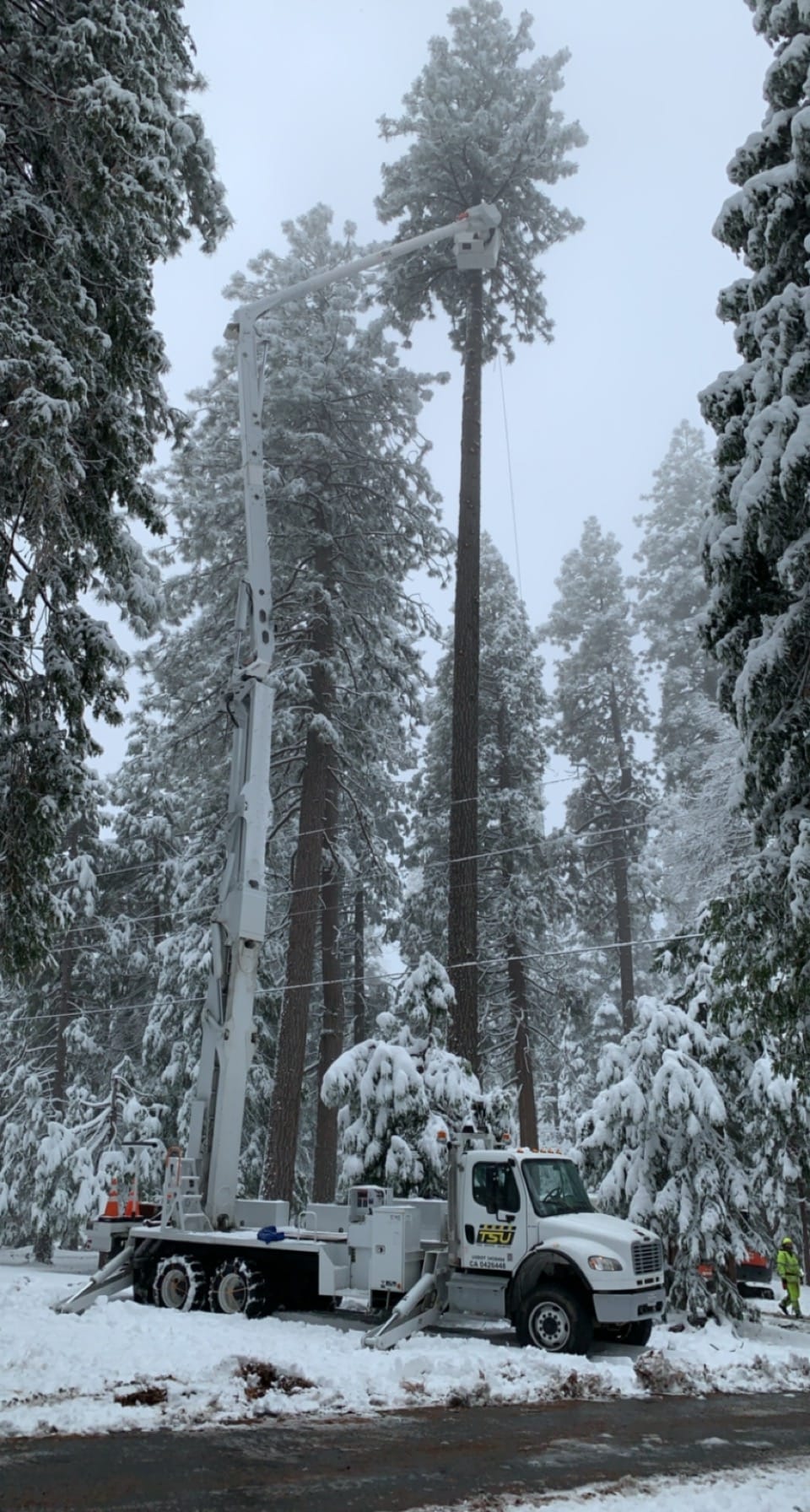 Home TSU/Tree Service Unlimited, Inc.