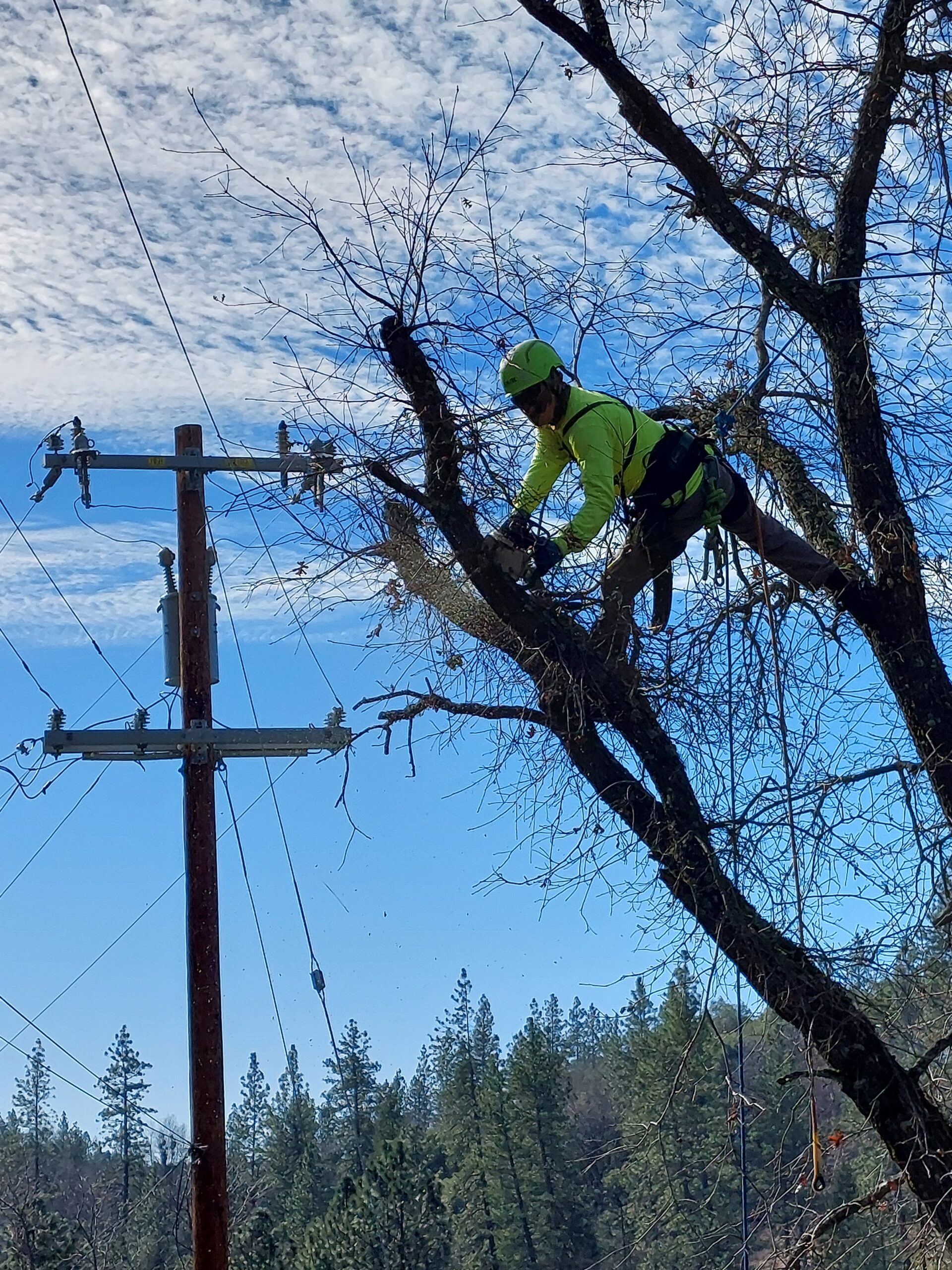 Home TSU/Tree Service Unlimited, Inc.