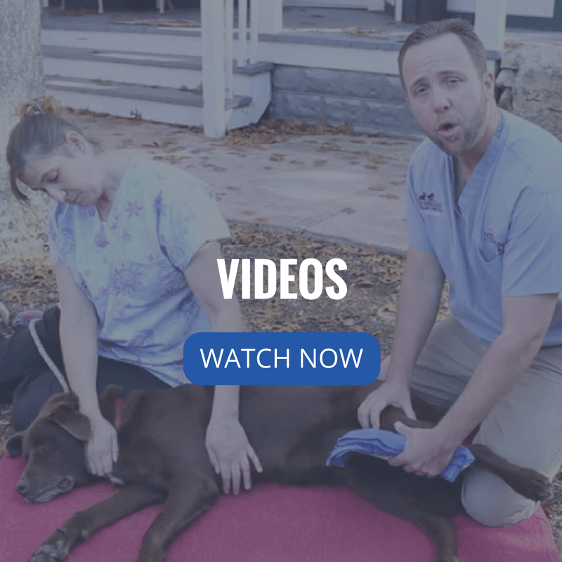Texas Specialty Veterinary Services Videos Texas Specialty Veterinary