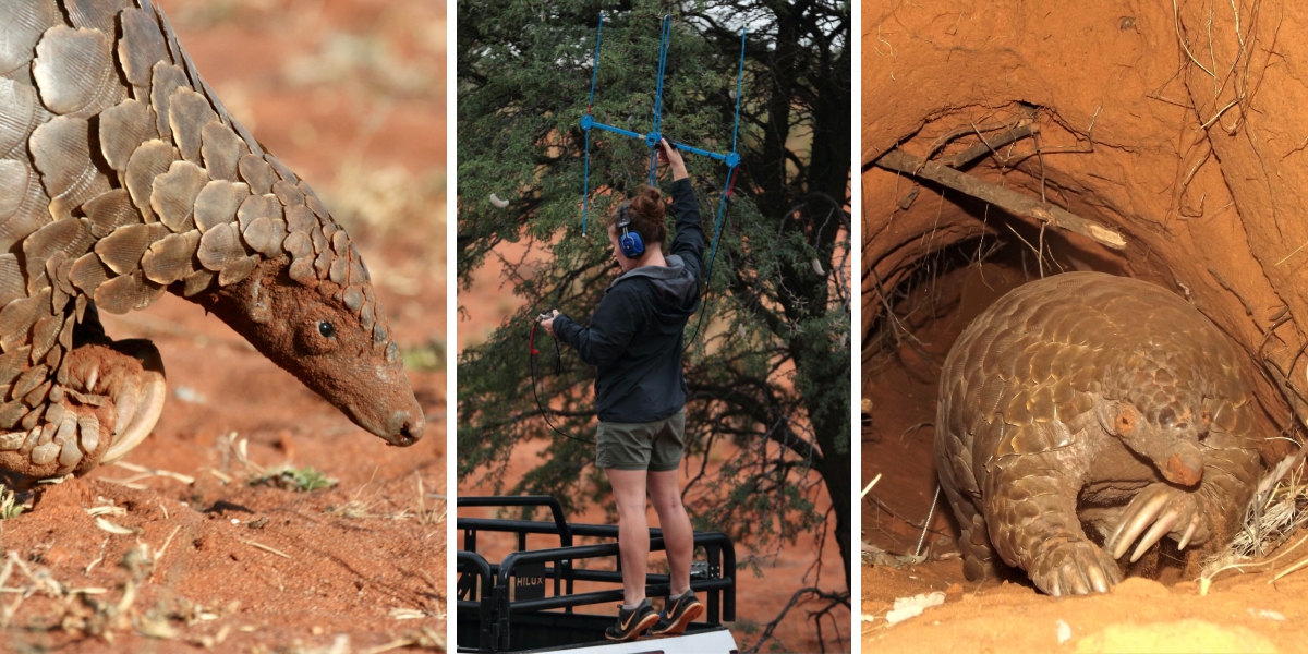 Pangolins and climate change │Tswalu Kalahari Reserve